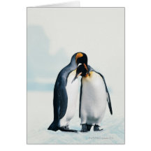 Two affectionate penguins greeting card
