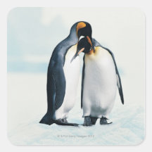 Two affectionate penguins stickers