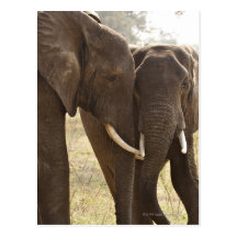 Two African Bush Elephants (Loxodonta Africana) Post Card