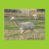 Two alpacas postcard postcards