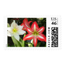 two amaryllis postage stamps