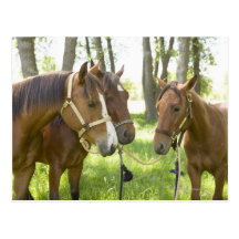 Two American Quarter horses standing in shade Postcard