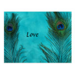 Two Aqua Peacock Feathers Postcards