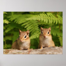 two baby chipmunk siblings print