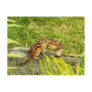 Two Baby Chipmunks