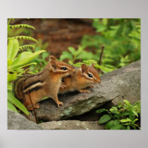 two baby chipmunks poster