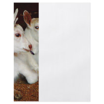 Two Baby Goats Custom Flyer