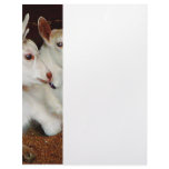 Two Baby Goats Custom Letterhead