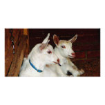 Two Baby Goats Photo Card