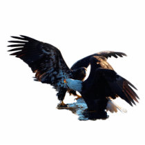 Two Bald Eagles (sculpted) Magnet Acrylic Cut Out