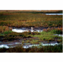 Two Bar-Tailed Godwits photo sculptures by animalpark Two Bar-Tailed Godwits photo sculptures