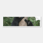 black, bears, stock, photos, bear, cubs, wild, animals