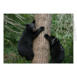 two bears in a tree greeting cards