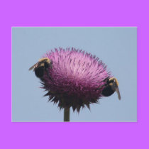 Two bees and a flower postcards