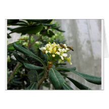 Two Bees Cards