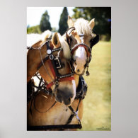 Two Belgian Draft Horses Poster