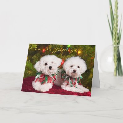 Two Bichons dressed for the holidays Card