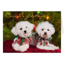Two Bichons dressed for the holidays Card