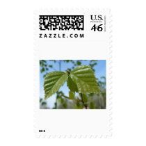 Two Birch Leav Stamp