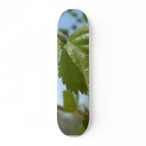 Two Birch Leav Skateboard Decks