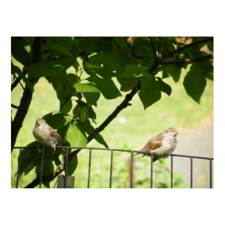 Two Birds on a Fence Posters print