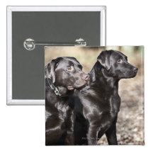 Two Black Labrador retrievers Pinback Button