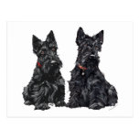 Two Black Scottish Terriers Postcard