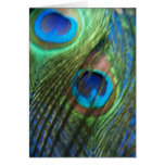 Two Blue Peacock Feathers Greeting Cards