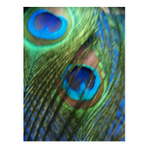 Two Blue Peacock Feathers Post Cards