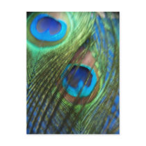 Two Blue Peacock Feathers Post Cards