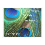 Two Blue Peacock Feathers Save the Date Postcards