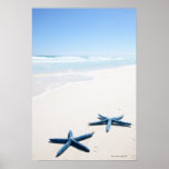 Two blue starfish at water's edge on tropical posters
