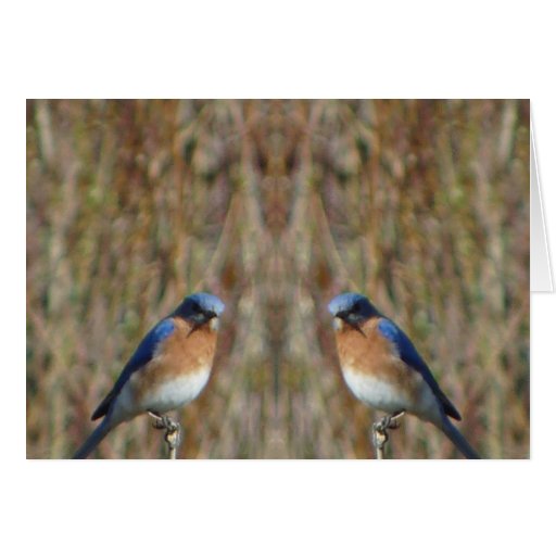 "Two Bluebirds with Angel" Greeting Cards
