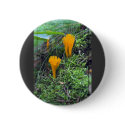 Two Bright Orange Yellow Wild Mushrooms On Moss Co buttons