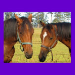 Two Brown Horses In Deep Horse Thought posters
