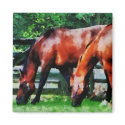 Two Brown Horses magnet