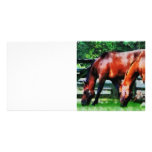 Two Brown Horses Photo Card