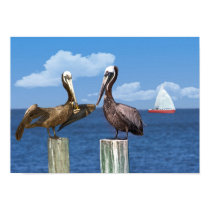 Two Brown Pelican Poster or Print