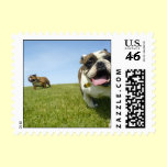 Two bulldogs at the park postage