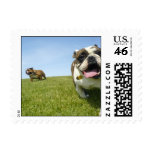 Two bulldogs at the park stamps