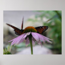 Two Butterflies (Motion) Print