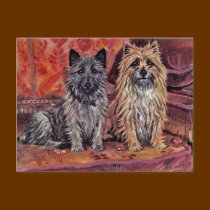 Two Cairn Terriers postcards