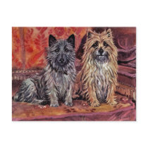 Two Cairn Terriers postcards