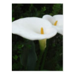 Two Calla Lilies in a Garden 1 Post Card