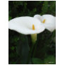 Two Calla Lilies in a Garden 1