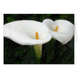 Two Calla Lilies in a Garden 2 Cards