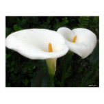Two Calla Lilies in a Garden 2 Post Cards
