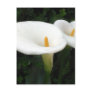 Two Calla Lilies in a Garden 2