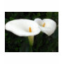 Two Calla Lilies in a Garden 2