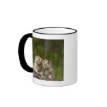 Two Canada Lynx Kittens Playing On A Log Mugs